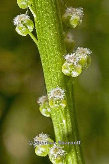 triglochin maritima 7 graphic